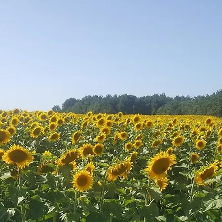 Au Creux Des Vignes Vendégház